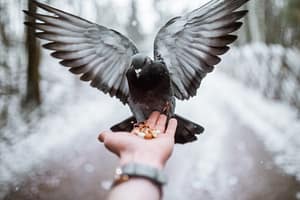 ARC ANGEL